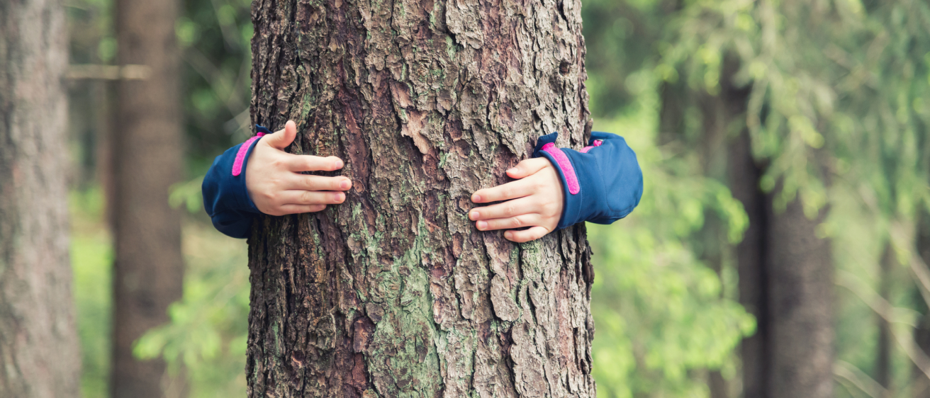 L’albero: macchina naturale perfetta, la migliore tecnologia esistente sul pianeta per il recupero dell’anidride carbonica.